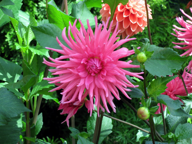 Обои картинки фото цветы, георгины, розовый