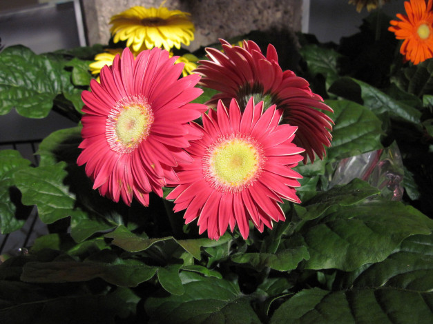 Обои картинки фото цветы, герберы, розовый