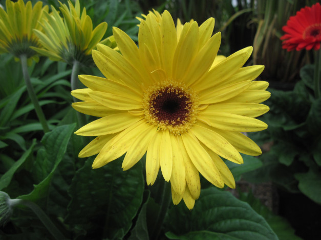 Обои картинки фото цветы, герберы, желтый