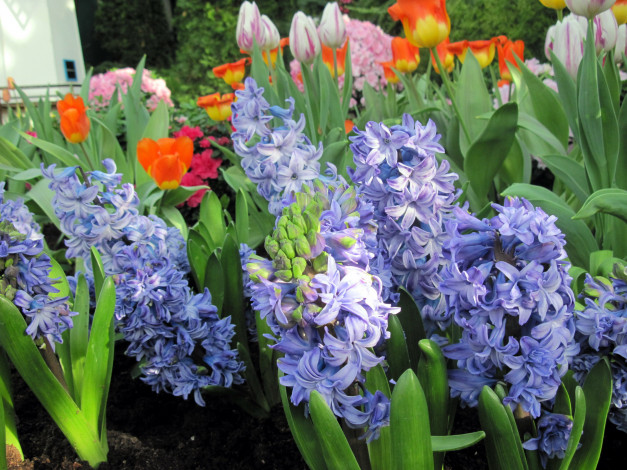 Обои картинки фото цветы, гиацинты, синий