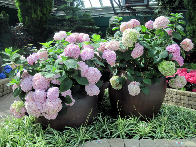 Обои картинки фото цветы, гортензия, клумбы