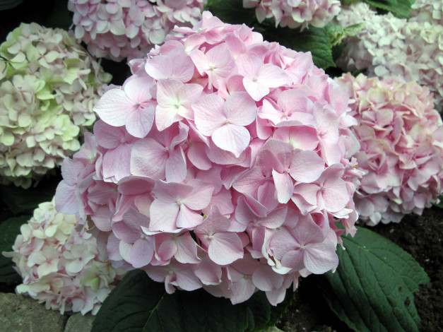 Обои картинки фото цветы, гортензия, нежный