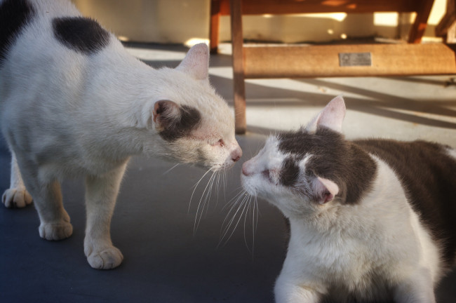 Обои картинки фото животные, коты, пара