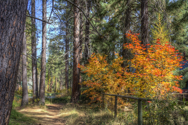 Обои картинки фото природа, лес, осень