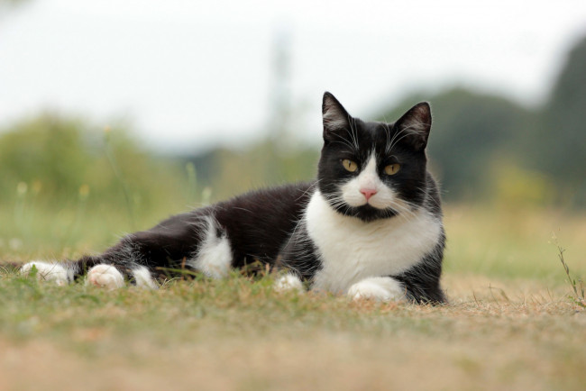 Обои картинки фото животные, коты, взгляд, коте, киса, ушки, усы