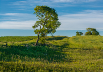Картинка природа деревья простор