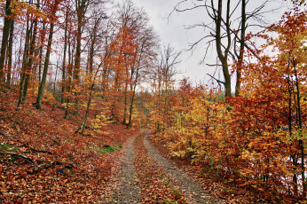 Картинка природа дороги простор