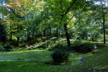 Картинка природа лес простор