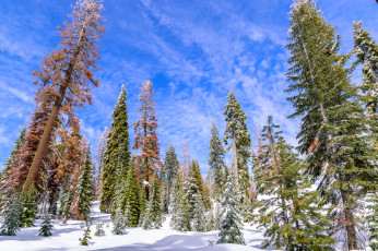 Картинка природа зима простор