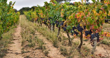 Картинка природа поля простор