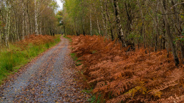 Картинка природа дороги простор