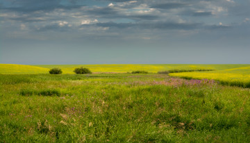 Картинка природа поля простор