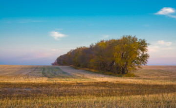 Картинка природа поля простор