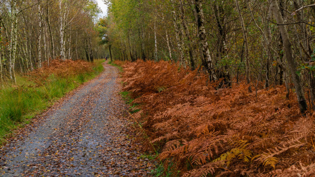 Обои картинки фото природа, дороги, простор