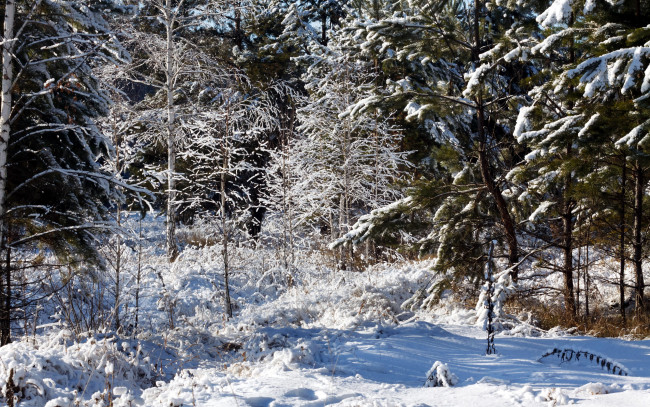 Обои картинки фото природа, зима, иней, снег