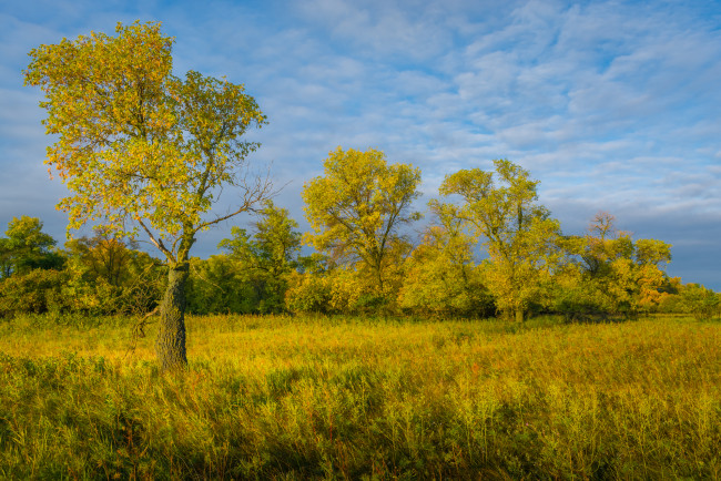 Обои картинки фото природа, деревья, простор