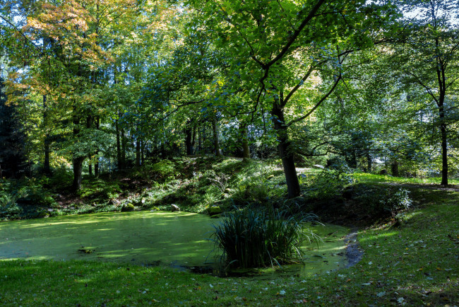 Обои картинки фото природа, лес, простор