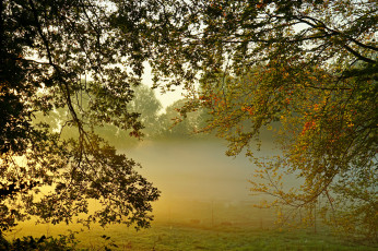 Картинка природа деревья простор