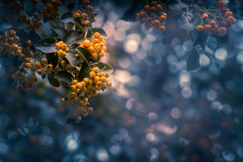 Картинка природа Ягоды +рябина простор