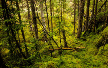 Картинка природа лес простор