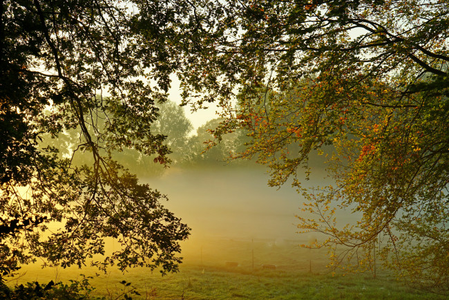 Обои картинки фото природа, деревья, простор