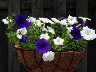 Картинка цветы петунии +калибрахоа лиловый белый