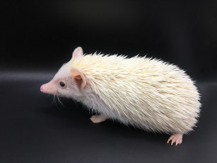 Картинка ёж+альбинос животные ежи млекопитающие хордовые насекомоядные альбинос ёж колючий