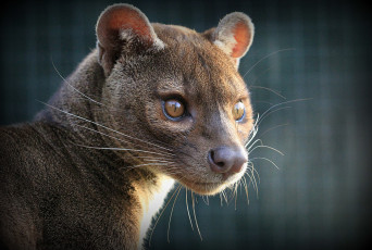 Картинка fossa животные фоссы млекопитающее красная книга мадагаскар виверровые хищник животное фосса