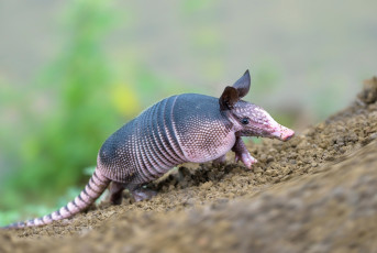 обоя броненосец, животные, броненосцы,  панголины, панцирь, детёныш, млекопитающие, хордовые