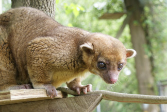 Картинка kinkajou животные еноты млекопитающие кинкажу хищник
