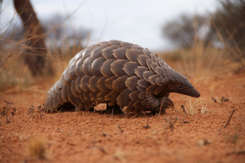 обоя панголин, животные, броненосцы,  панголины, млекопитающие, хордовые, панцирь, панголины, ящер