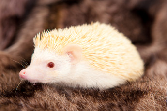 Картинка ёж+альбинос животные ежи колючий насекомоядные млекопитающие хордовые альбинос ёж