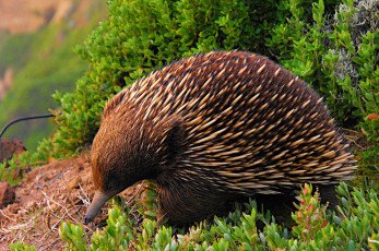 Картинка ехидна животные -+другое колючки ехидновые млекопитающие однопроходные хордовые