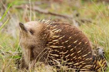 Картинка ехидна животные -+другое колючки ехидновые млекопитающие однопроходные хордовые
