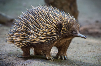 Картинка ехидна животные -+другое хордовые колючки ехидновые млекопитающие однопроходные