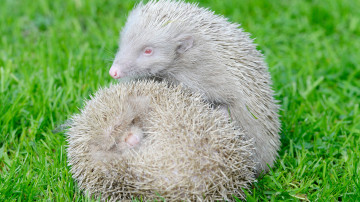 Картинка ёжи+альбиносы животные ежи млекопитающие насекомоядные колючий хордовые альбинос ёж