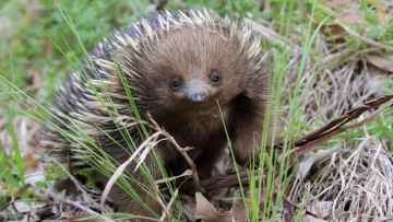 Картинка ехидна животные ехидны млекопитающие однопроходные хордовые колючки ехидновые