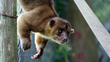 Картинка валлаби животные кенгуру млекопитающее сумчатые гудфеллоу двурезцовые древесный