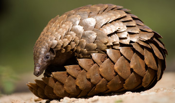 обоя панголин, животные, броненосцы,  панголины, млекопитающие, хордовые, ящер, панголины, панцирь