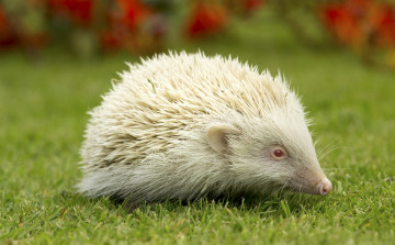 Картинка ёж+альбинос животные ежи хордовые млекопитающие альбинос ёж колючий насекомоядные