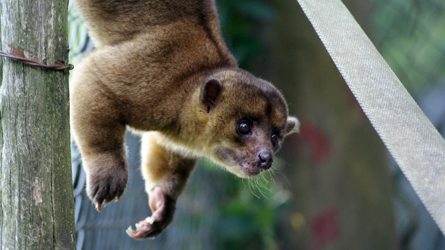 Обои картинки фото валлаби, животные, кенгуру, млекопитающее, сумчатые, гудфеллоу, двурезцовые, древесный