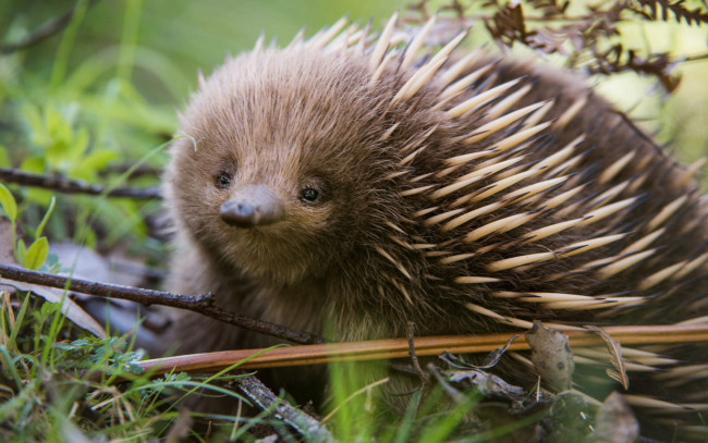 Обои картинки фото ехидна, животные, ехидны, колючки, ехидновые, млекопитающие, однопроходные, хордовые