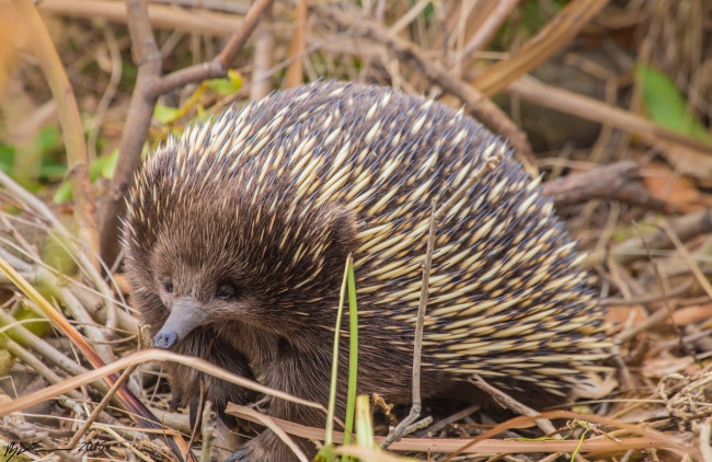 Обои картинки фото ехидна, животные, - другое, ехидновые, млекопитающие, однопроходные, хордовые, колючки