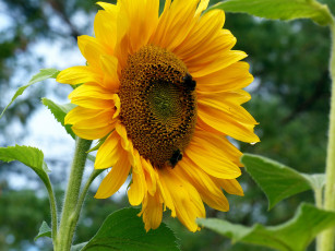 Картинка цветы подсолнухи подсолнух