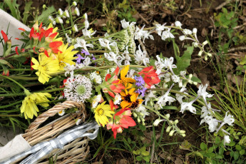 Картинка цветы луговые+ полевые +цветы корзинка луговые