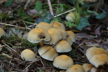 Картинка природа грибы грибная семейка