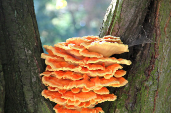 Картинка природа грибы грибная семейка