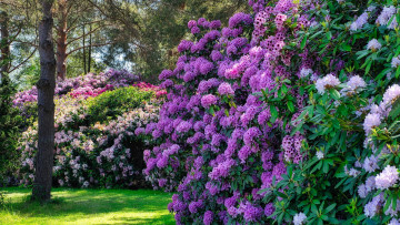 Картинка цветы рододендроны+ азалии парк рододендроны кусты