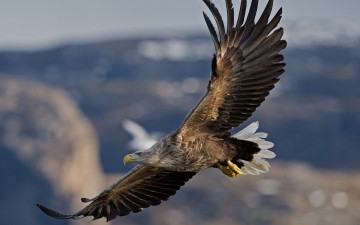 Картинка орлан-белохвост животные птицы+-+хищники орлан белохвост птица крылья хищник клюв полёт ястребиные ястребообразные орланы