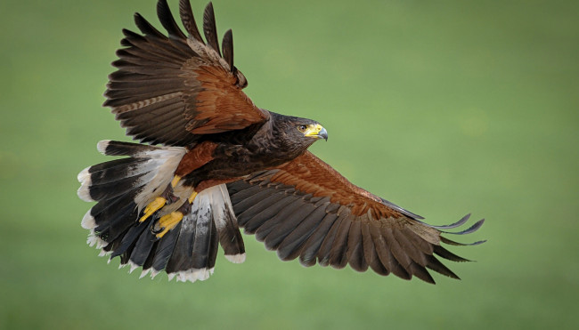 Обои картинки фото пустынный канюк, животные, птицы - хищники, пустынный, канюк, канюки, ястребиные, ястребообразные, птица, хищник, клюв, когти, перья, крылья, полёт